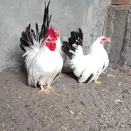 TELUR AYAM HIAS KATE CEPER SIAP DI TETASKAN