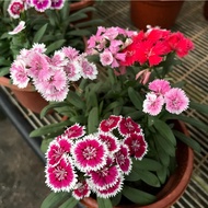 Dianthus barbatus L (0.3m) Free 7L Potting Soil, Free 250g Chicken Fertiliser