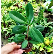 ♞Ficus Nana Plant (ROOTED)