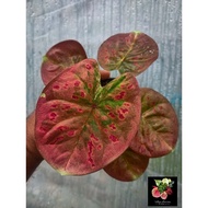 Caladium Thailand / Keladi Thailand: New Hybrid