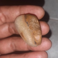 batu mustika kelor mas yg ditemukan dalam pohon kelor mas