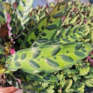 TKL - Calathea Lancifolia Insignis (Pot 160) 豹纹竹芋