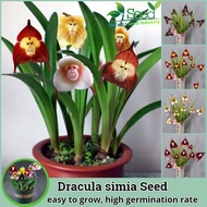 [Easy To Grow] Rare Dracula simia Seed Seeds for Planting (50 Seeds Per Pack) | 猴脸兰花种子 | Gardening Flower Seed Malaysia Monkey Face Orchid Plant Seed Exotic Plants Bonsai Tree Live Plant Potted Flower Plants Indoor Outdoor Real Air Plant Benih Pokok Bunga