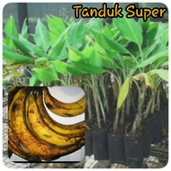 Bibit Pisang Tanduk Super