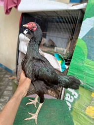 Biang ayam babon betina Ayam pama ori pukul mundur pitik ayam bulu hitam bahan betina berkualitas te