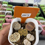 Free Shipping over 38 Yuan Cute#48079