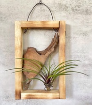 【香樟木】文靜 | 空氣鳳梨。空氣鐵蘭|