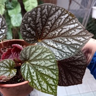 House plant- Begonia Guttata