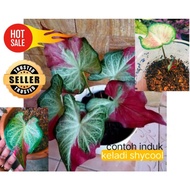 keladi shycool termurah/shycool caladium