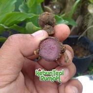 POKOK HERBA HALIA BARA KUNYIT HITAM & POKOK SIRIH @ SIREH KAMPUNG