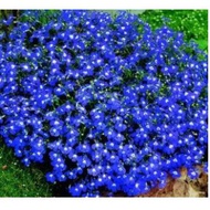 Lobelia flower Trailing BLUE seeds- (Lobelia Pendula )