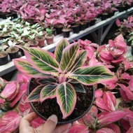 Aglaonema Lotus ( tanaman hias aglaonema)