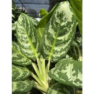 Aglaonema SP. Kletmorakot - Ornamental Foliage - House plants