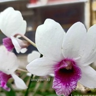 BIBIT Anggrek Dendrobium Snowboy mini
