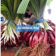 Selling fresh dayak onions 1 kg / dayak onion tubers