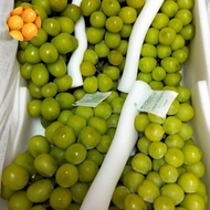 buah anggur shaine muscat fresh per krat