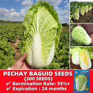 Organic Pechay Baguio Seeds Easy To Grow in Philippines - 300 Seeds Early-maturing Chinese Big Cabbage Seeds for Pots Vegetable Seeds for Gardening Cabbage Plants Seeds for Planting Vegetables Buto Ng Gulay Live Plants for Sale Real Plants Seeds and Bulbs