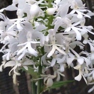 Promo New anggrek tanah calanthe triplicata / calanthe putih