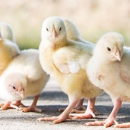 Doc Ayam Broiler Super Asli Grade A+ (Harga Satuan)