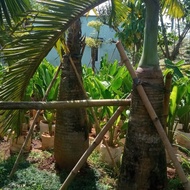 pohon palem botol 2 meter