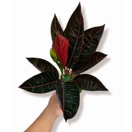 Aglonema Black Pride Of Sumatra (Tanaman Hias Aglaonema Black Pride Of