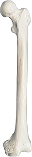 Femur Bone Model - Left - Anatomically Accurate Human Femur Bone Replica - hBARSCI