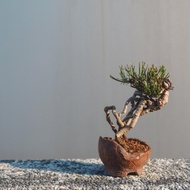 黑松盆栽 正露根黑松迷你盆栽 松柏迷你盆景