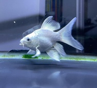 hudielong / koi import / ikan koi platinum shortbody super Thailand