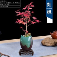 Japanese Red Maple Bonsai Indoor Desktop Bonsai Red Dance Ji Four Seasons Good Feeding Old Pile Cold-Resistant Leaf-Watc