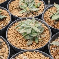 ( PRO+++ ) โปรแน่น.. Euphorbia Tulearensis ยูโฟเบียทูเรีย ไม้โขด แคคตัส เพชร ราคาสุดคุ้ม พรรณ ไม้ น้