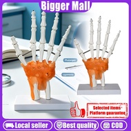 【READY STOCK】Hand Joint Medical Props Model/Human Medical/Anatomical Skeleton/Teaching Supplies/Huma