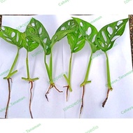 monstera acuminata - adansoni - janda bolong fres cutting