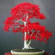 20pcs/bag Maple Seeds Fire Maple Bonsai Flower Seeds Tree Seeds Potted Plant 98%germination