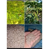 kardis white seeds/ kadyos seeds/ pigeon pea/brown/white kadyos seeds for planting (15 seeds)