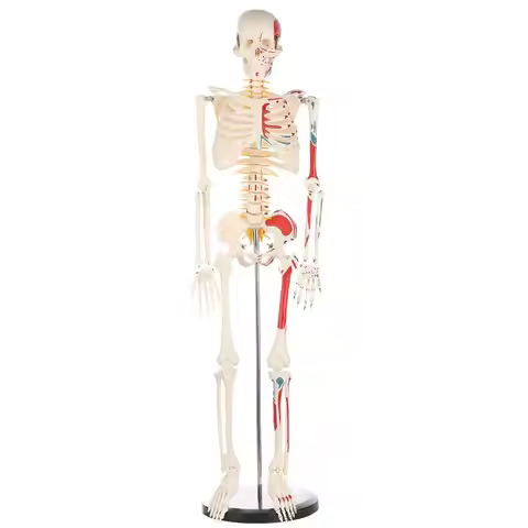 Human Skeleton Model 85cm Half Body Include The Mark of Muscle Origins and Terminations Medical Anat