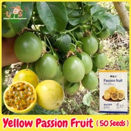 เมล็ดพันธุ์ เสาวรส สีเหลือง บรรจุ 50 เมล็ด Yellow Passion Fruit Seeds for Planting ผลไม้เสาวรส เมล็ดเสาวรส F1 เมล็ดพันธุ์แท้ OP เมล็ดผลไม้ ผลไม้อินทรีย์ Climbing Plants ต้นไม้ผลกินได้ ต้นไม้กินผล เมล็ดพันธุ์ผลไม้ พันธุ์ไม้ผล บอนไซ บอนสี ปลูกได้ตลอดปี