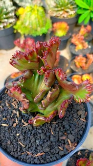 Euphorbia lactea red