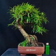 bonsai beringin california