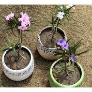 pokok ruellia merican