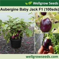 Aubergine Baby Jack F1 (100sds) 茄子:杰克宝宝 Eggplant Terung Vegetable Seeds Wellgrow Seeds