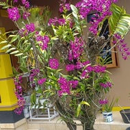 Pilihan Anggrek Dendrobium Dewasa Dewasa ⍟