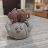 究竟是蒜頭還是多肉