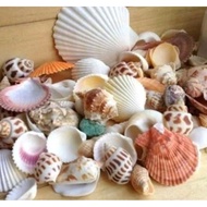 Sea clam sea shells conch snail shells decorative fish tank aquarium art work display