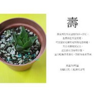 心栽花坊-壽/3吋/多肉植物/小品/售價50特價40