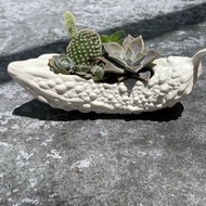 食肉計畫-no.1苦瓜 多肉植物盆栽