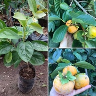 Bibit Kesemek bibit tanaman kesemek bibit buah buah kesemek bibit tanaman