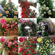 [Fast Germination] Climbing Rose Seeds Flowering Plants Seeds Climbing Vine Plants Seed Gardening Flower Seeds