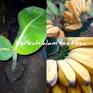 bibit pisang kepok merah asli (bisa cod)