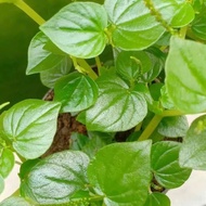 Promo Chinese betel leaf water 100 grams BLK