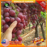 Ready Stock Anak Pokok Anggur Jupiter Tanpa Biji Anak Pokok Anggur Jupiter Seedless